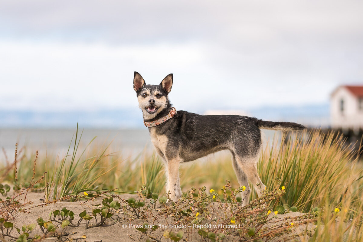 San-Francisco-Dog-Photographer-2.jpg