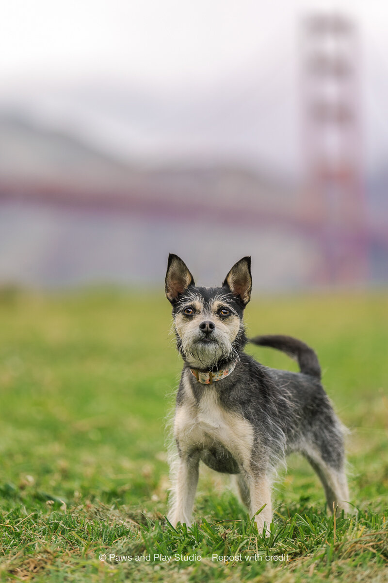 San-Francisco-Dog-Photographer-7.jpg