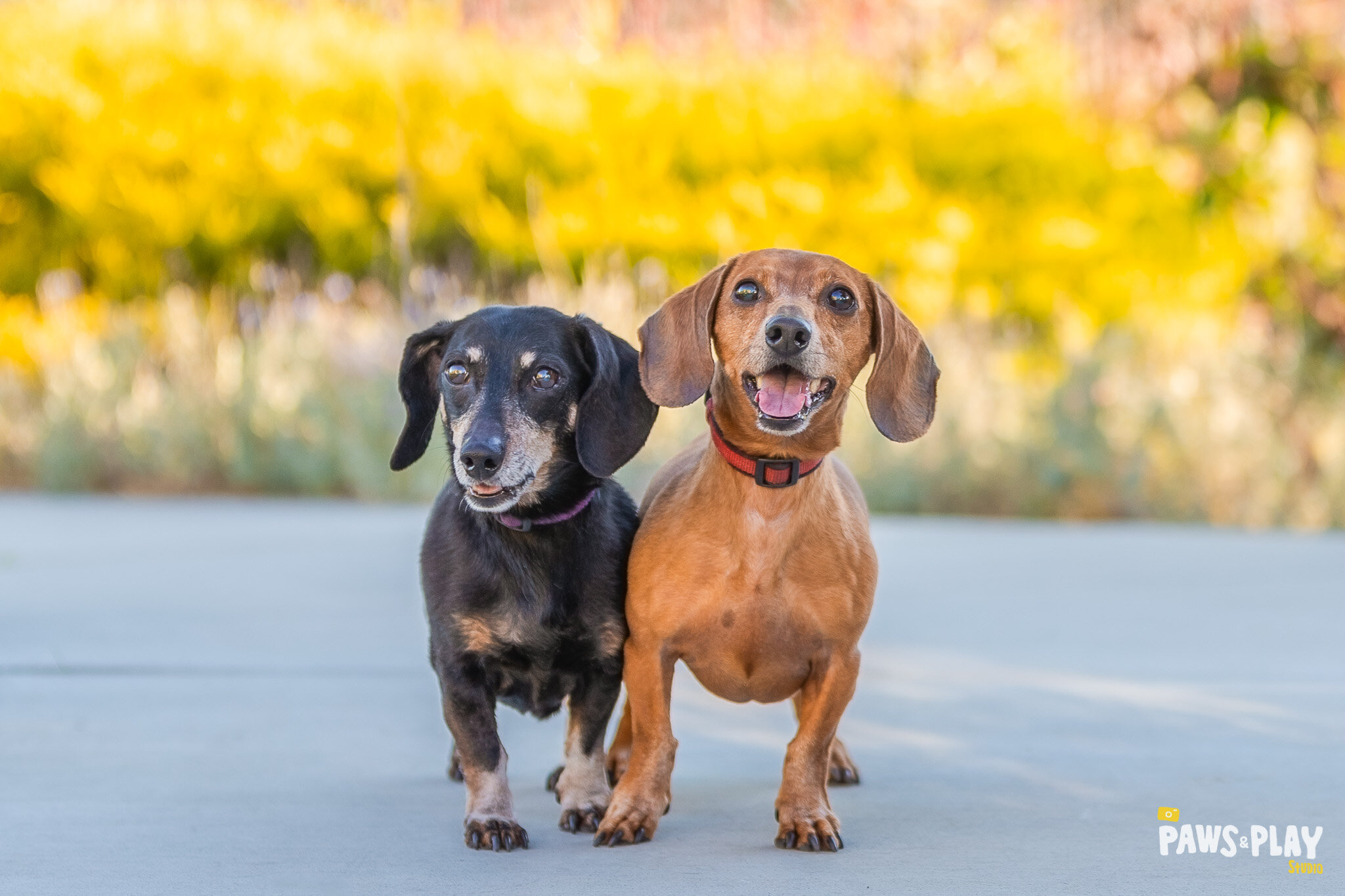 San-Francisco-Dog-Photographer-18.jpg