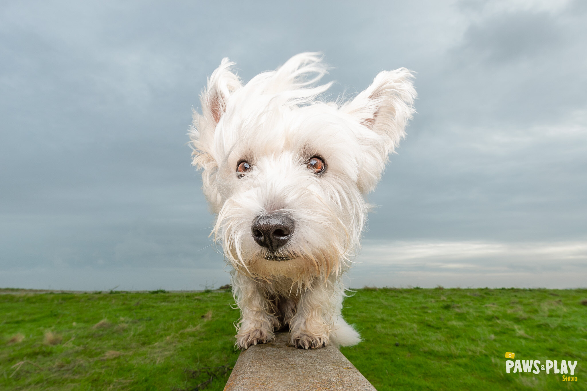 San-Francisco-Dog-Photographer-22.jpg