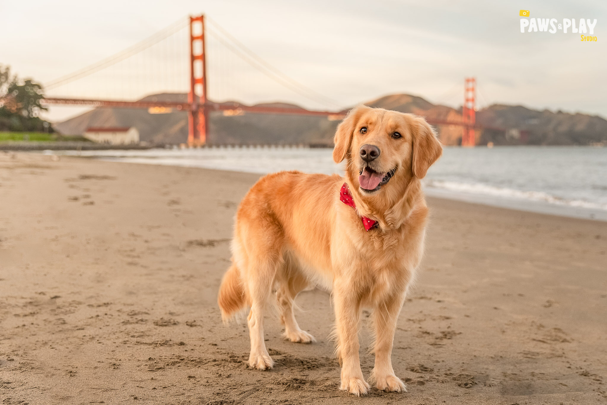 San-Francisco-Dog-Photographer-27.jpg