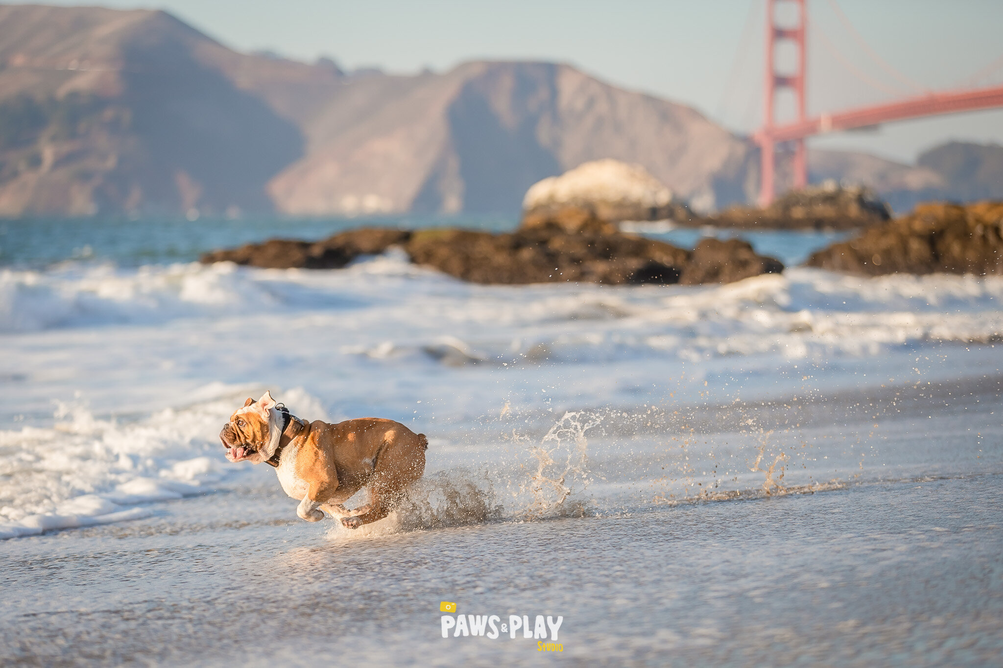 San-Francisco-Dog-Photographer-29.jpg
