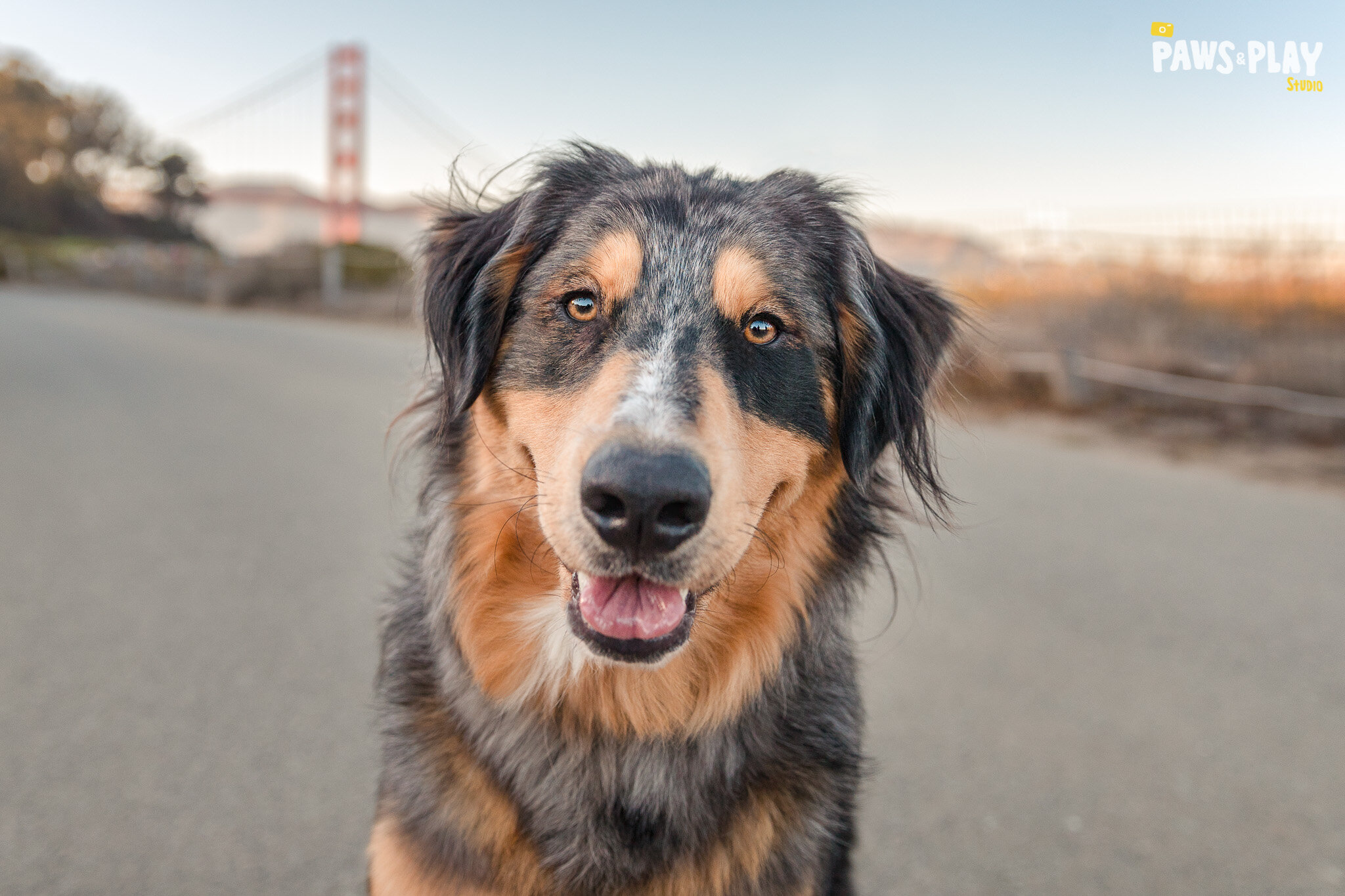San-Francisco-Dog-Photographer-30.jpg