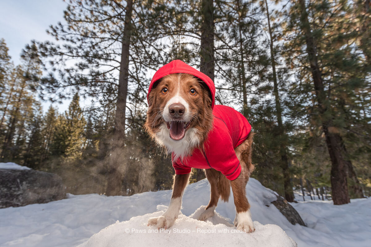 Dog-Portrait-Photography-3905.jpg