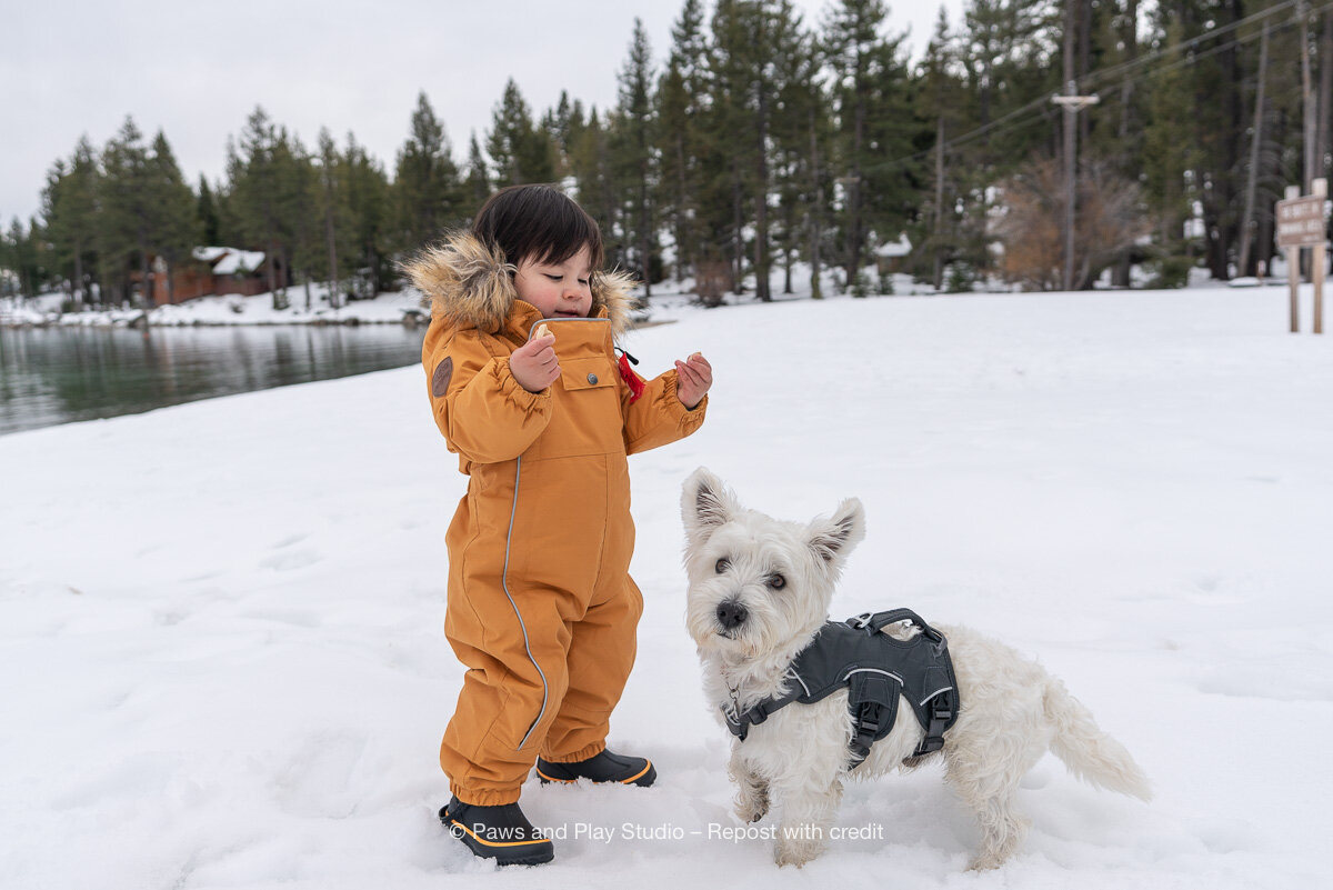 Dog-Portrait-Photography-08288.jpg