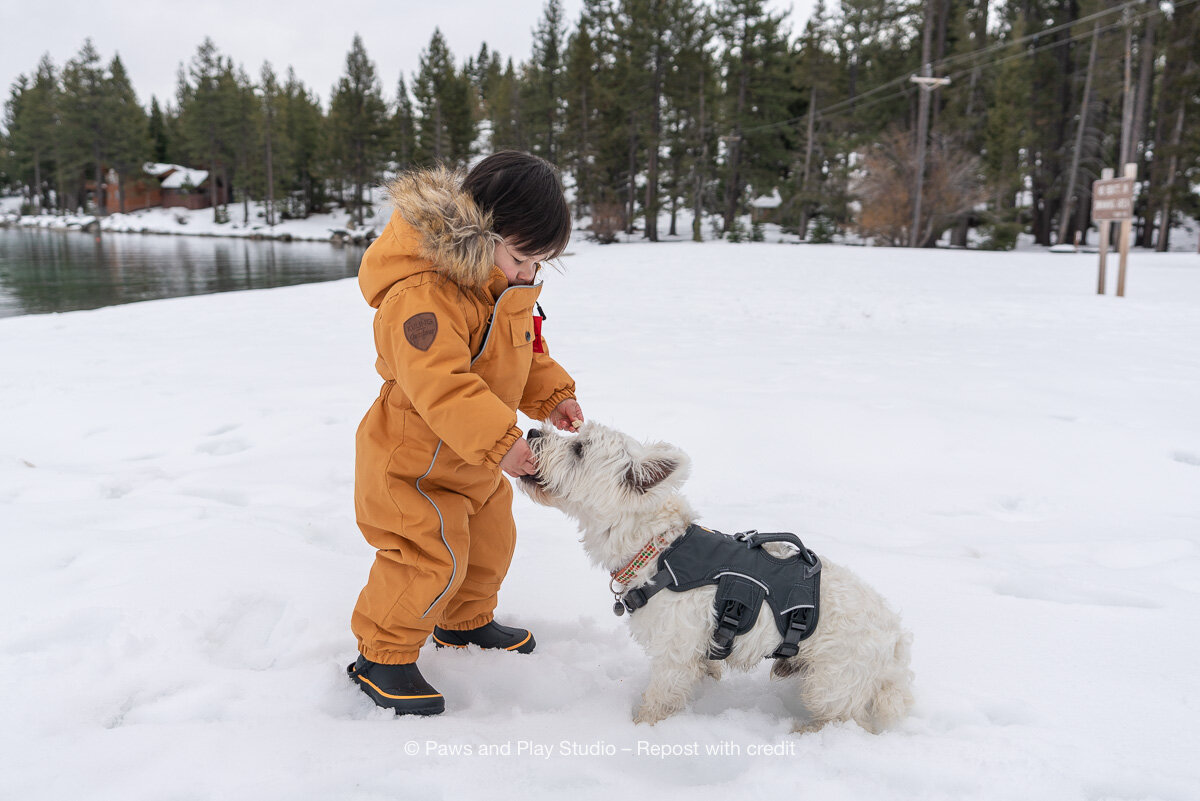 Dog-Portrait-Photography-08289.jpg