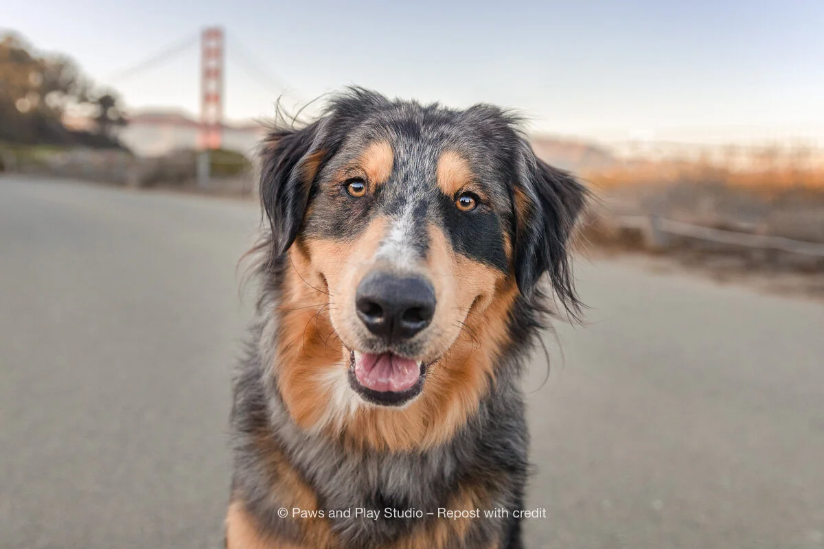 places to play with dogs near me