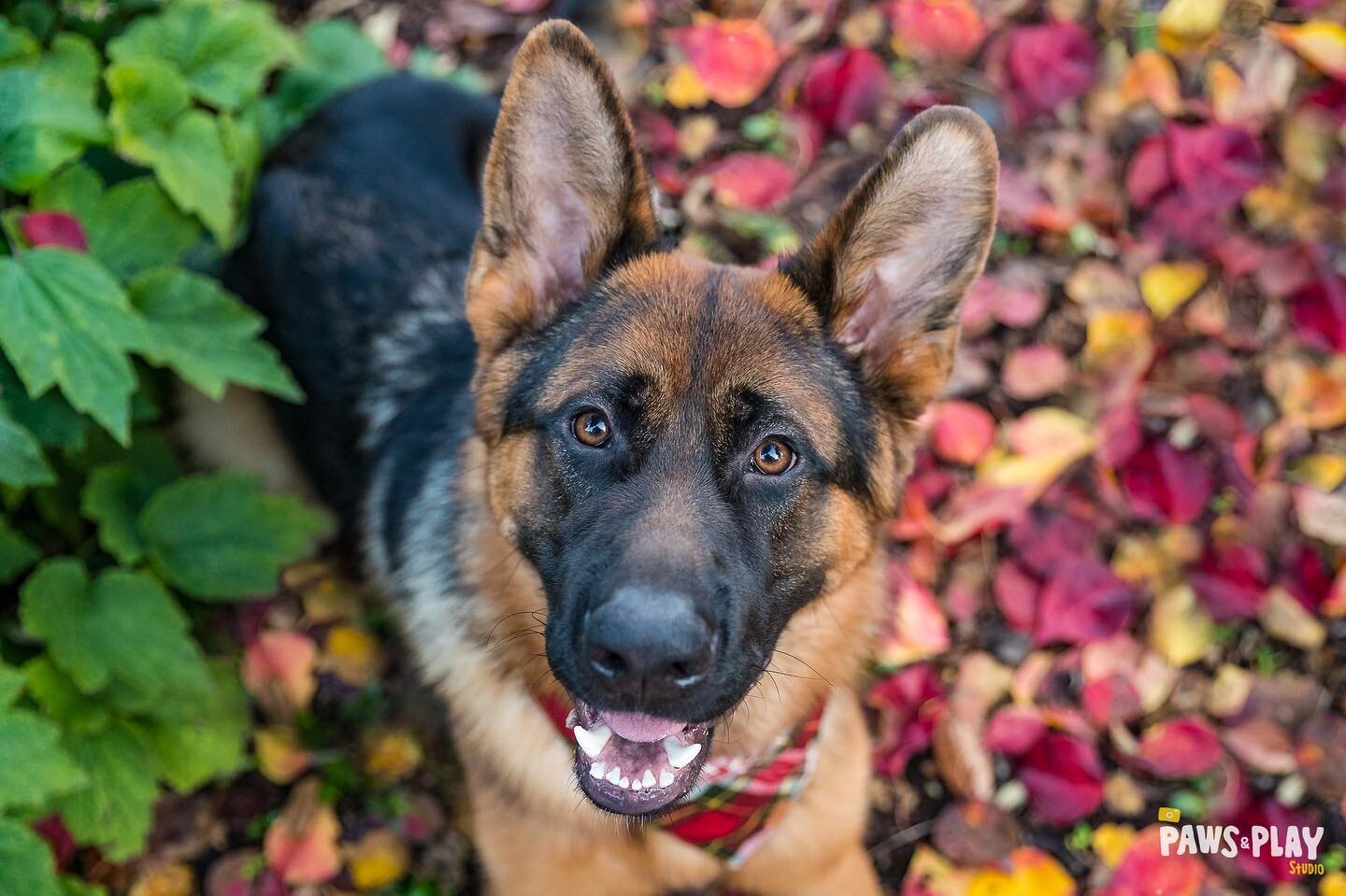 These colors plus Otis&rsquo;s big big smile just give me the holiday feels!🎄💚🐶❤️🎁

🐶: Otis the German Shepherd Dog