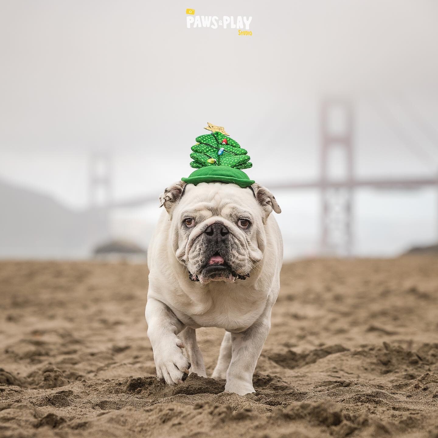Merry Christmas to all the furry friends and their pawrents! We wish everyone a wonderful holiday season, stay healthy and safe, feast well, laugh a lot, and see you in 2022! 🎄🥳💋

PS. Winston is our Mr. December for @lovesecondchances 2022 calenda