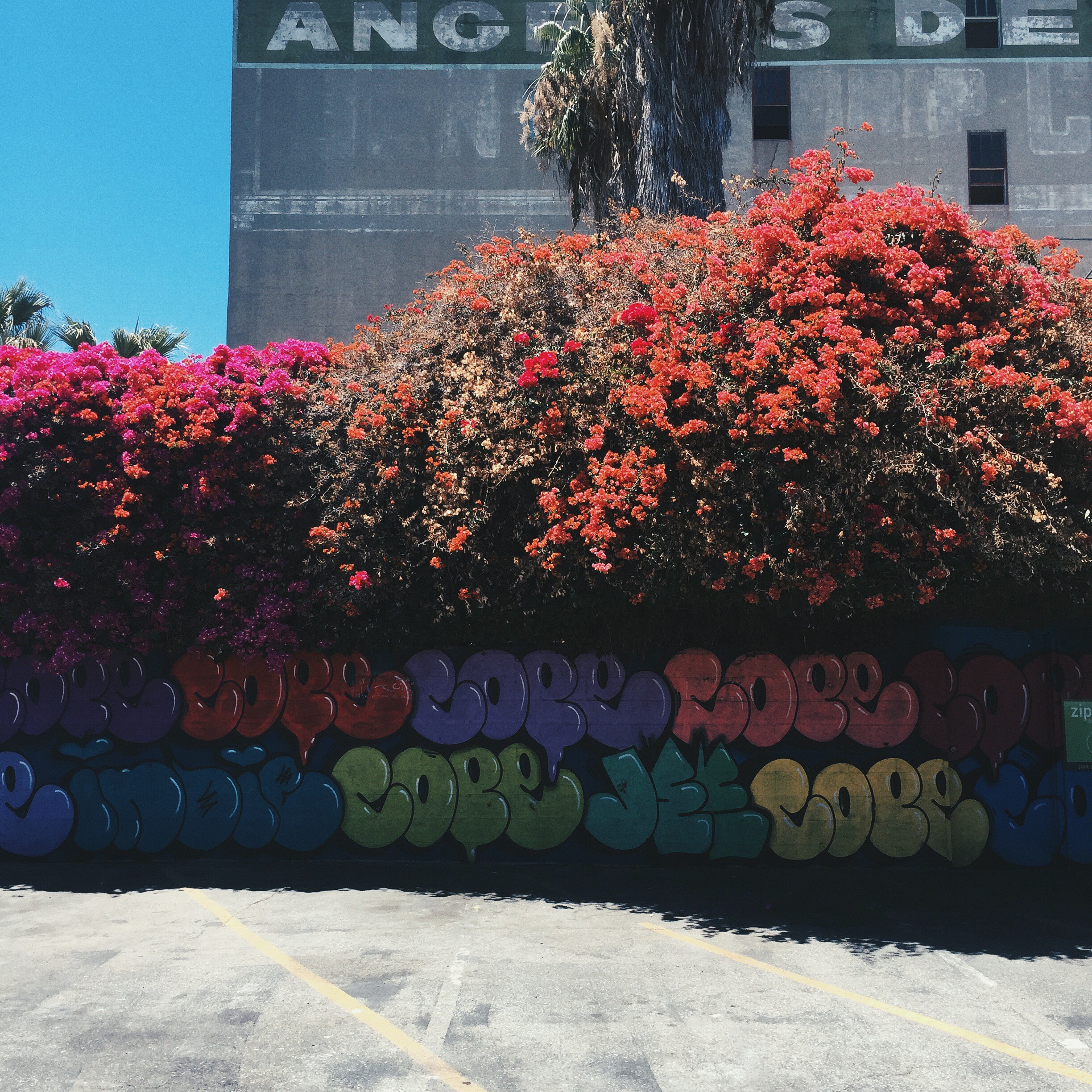 Around every corner are these crazy bougainvilleas!