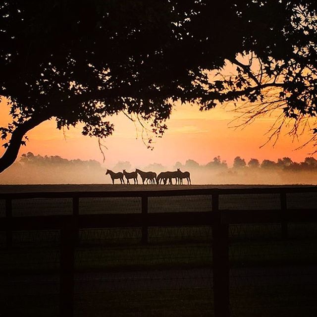 Claiborne Farm 