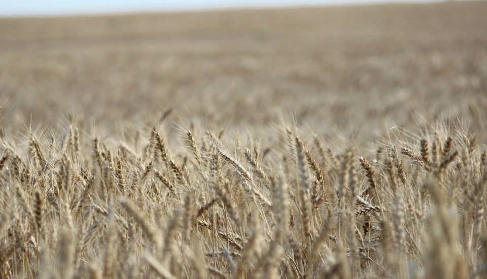 Wheat Fields of Pawnee County | Jamie Froetschner