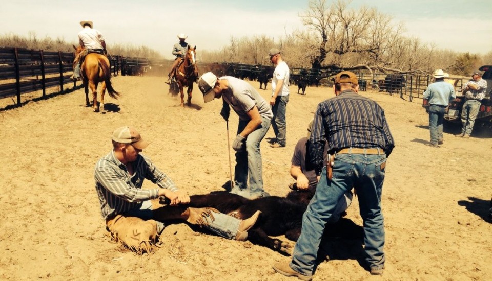 Cattle Branding in Rozel | Erin Josefiak