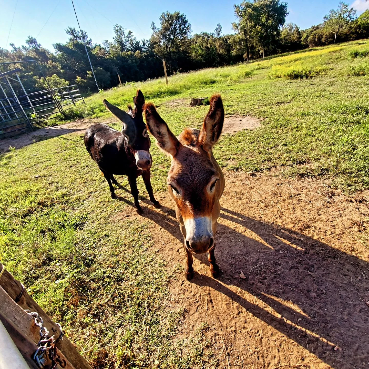 Pssst!!
Donkey and Yodi 🫏 want to let you know about a special.
Green Acres🌲🦌has 20% off all bookings this weekend. 
Visit our website greenacresatx.com or send us an email at greenacresatx@gmail.com
They hope to see you soon. 😉 (they also hope y