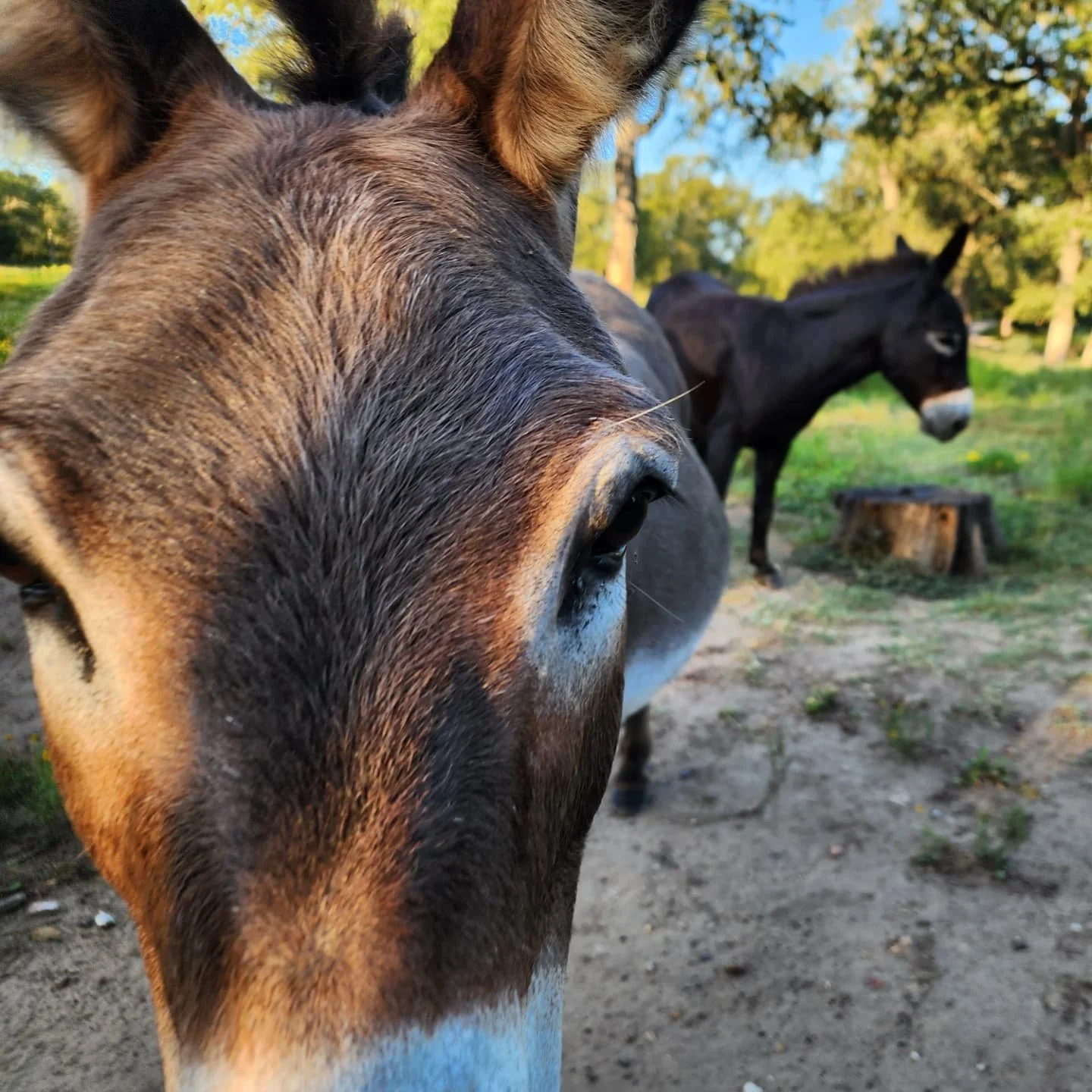 Donkey: ** Can I let you in on some exciting news? 
Green Acres Glamping has launched new Wedding Packages, visit our website greenacresatx.com !
Schedule a Tour with us...**

Yoti: **(interrupts/whispers) Ask them to bring apple slices...

Donkey: *