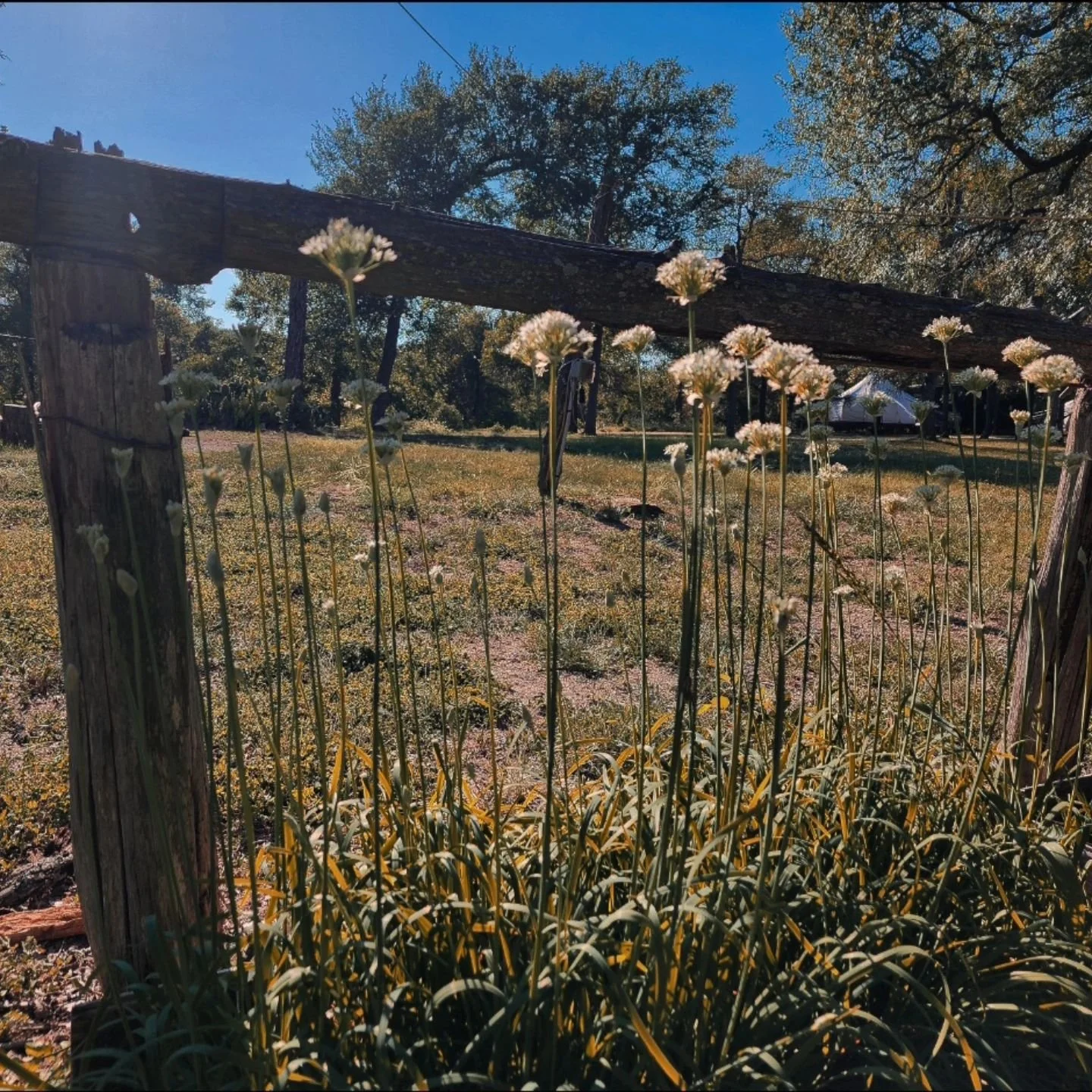 #glamping #camping #nature #endofsummer #yurts #austintexas #airbnb #vrbo #donkeyandyoti
greenacresatx.com
greenacresatx@gmail.com