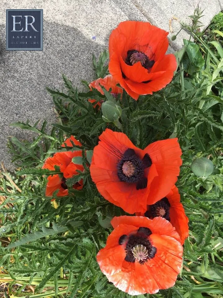 Flowers 2 with logo.jpg