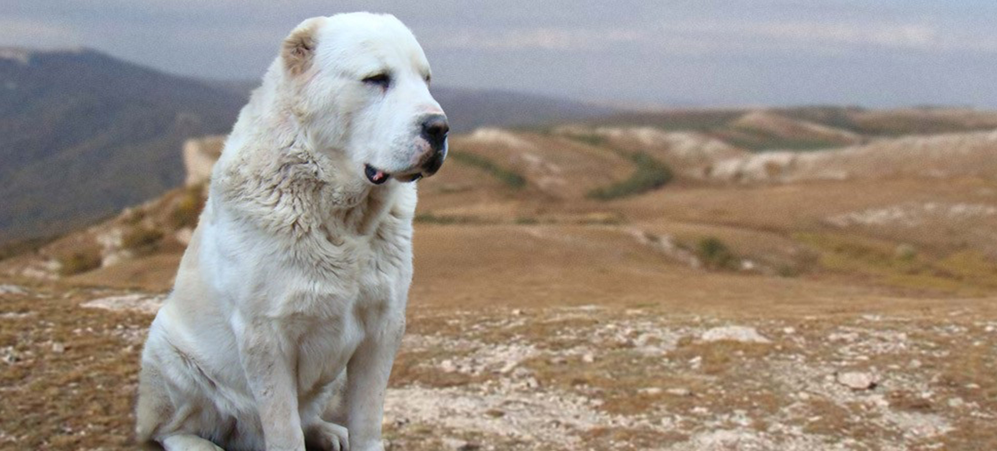 Central-Asian-Shepherd-Dog-2.jpg