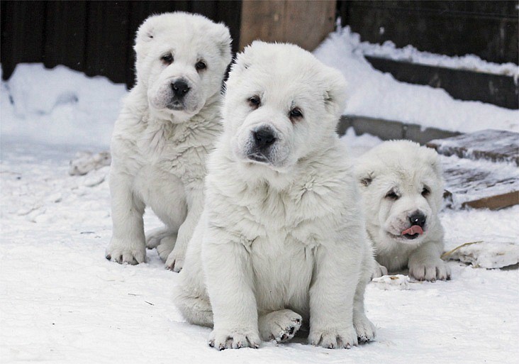 Central Asian Shepherd Dog 