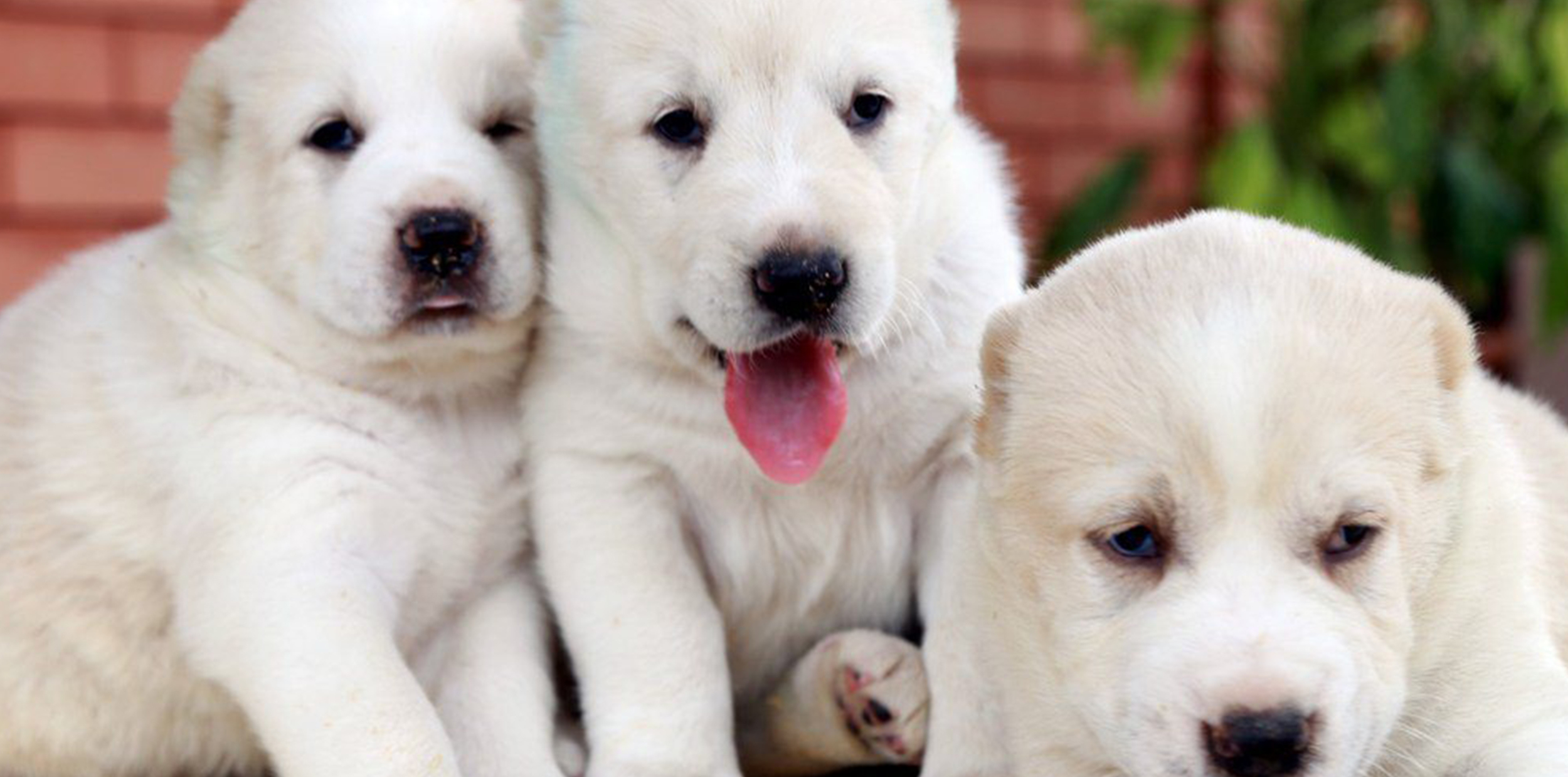   Apply   For a Central Asian Shepherd Puppy 