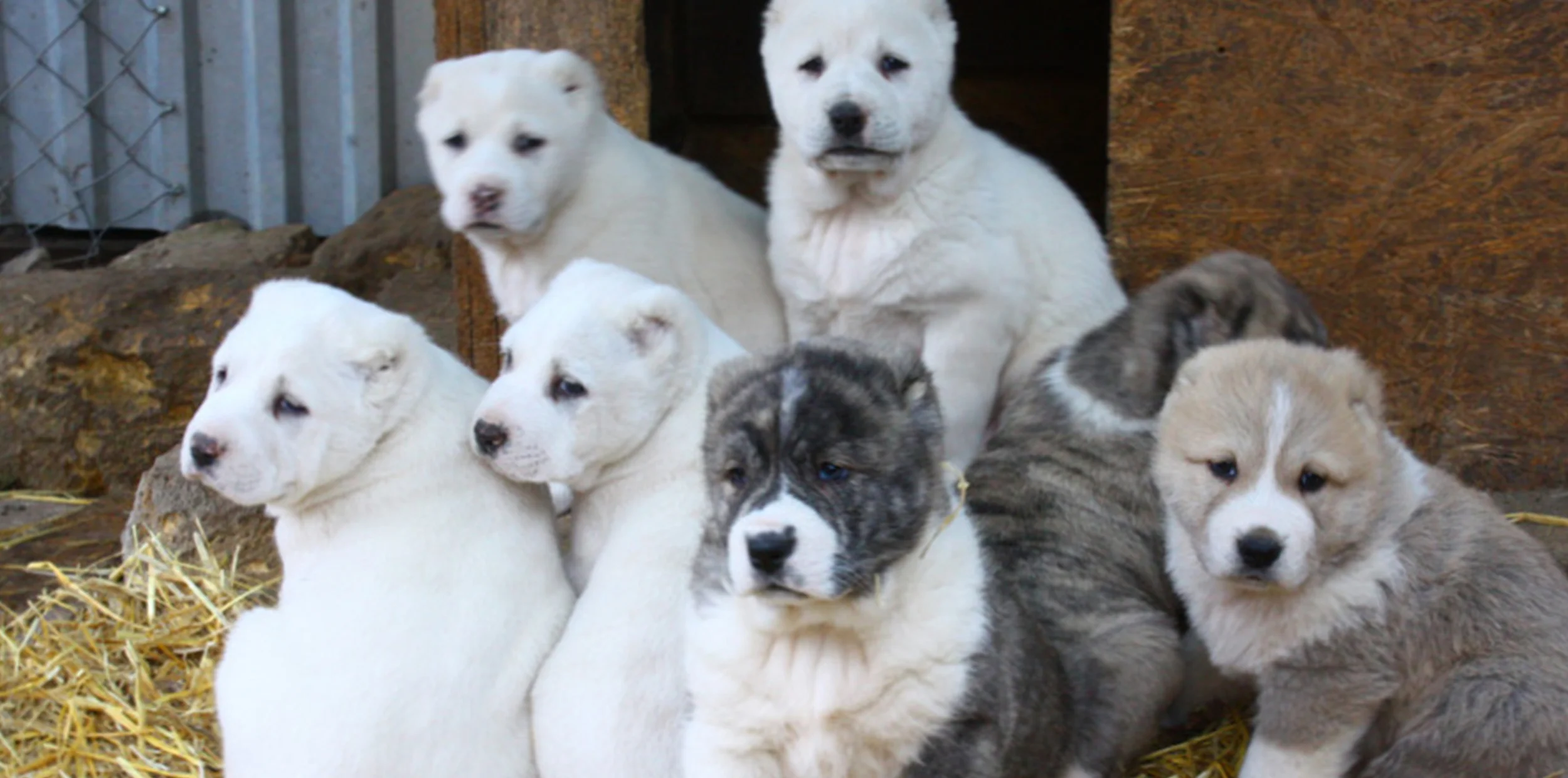 Apply And Waiting List Central Asian Shepherd Dog Breeders