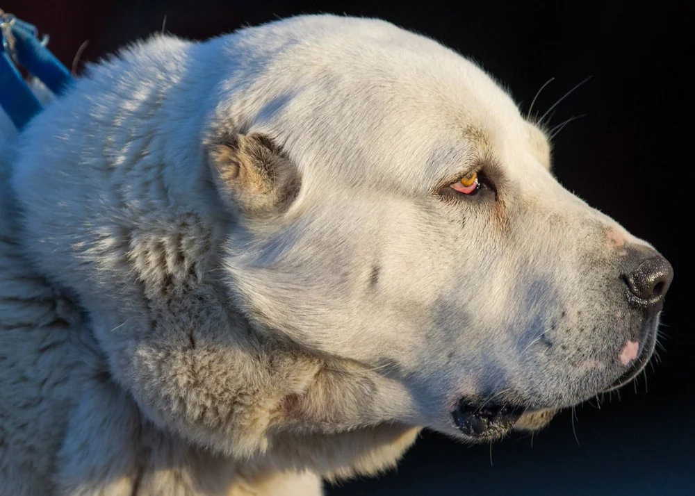 Central Asian Shepherd The Super Dog Central Asian Shepherd Dog Breeders