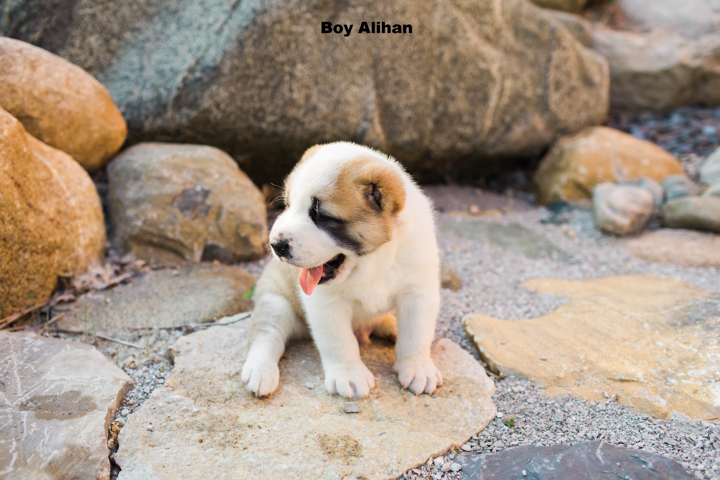 Central Asian Shepherd Puppies for Sale Central Asian Shepherd Dog