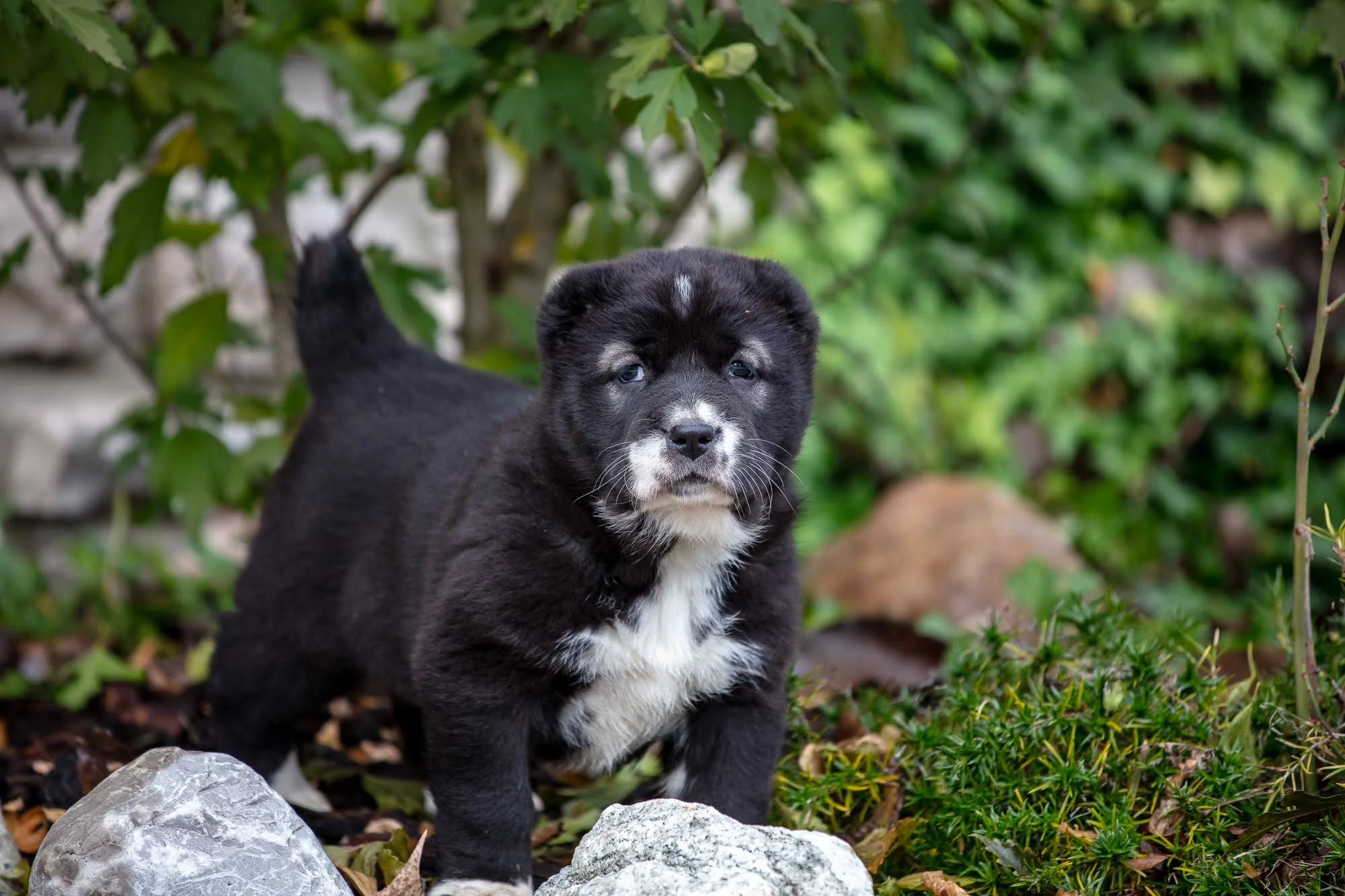 Central Asian Shepherd Puppies for Sale | Central Asian Shepherd Dog