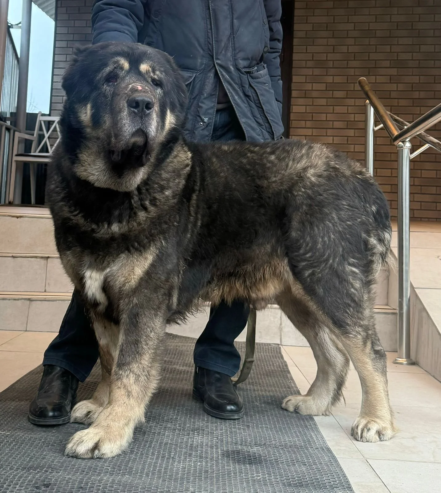 Tobet? myth or reality? Interview with breed researcher from Kazakhstan