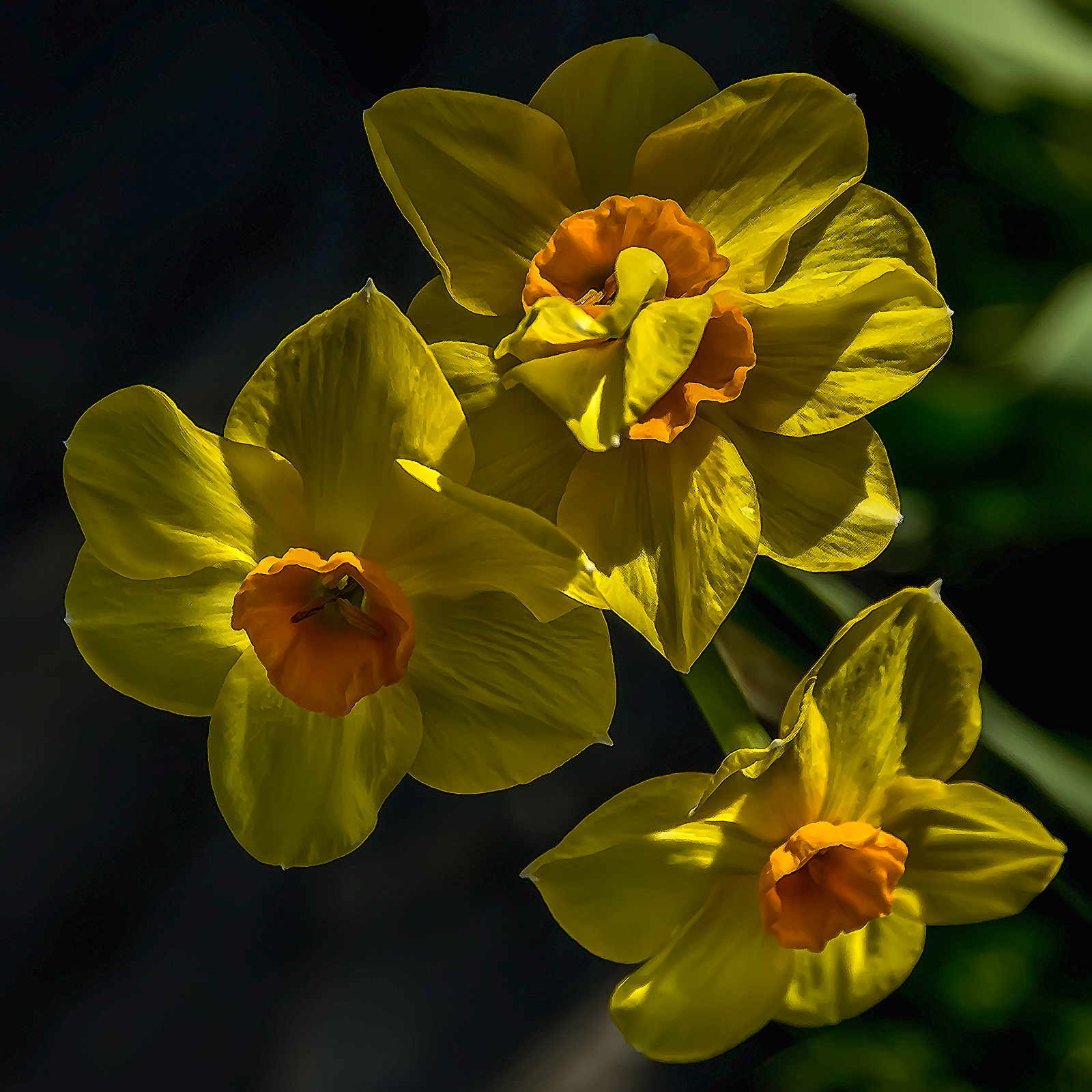 " Yellow Daffodils "