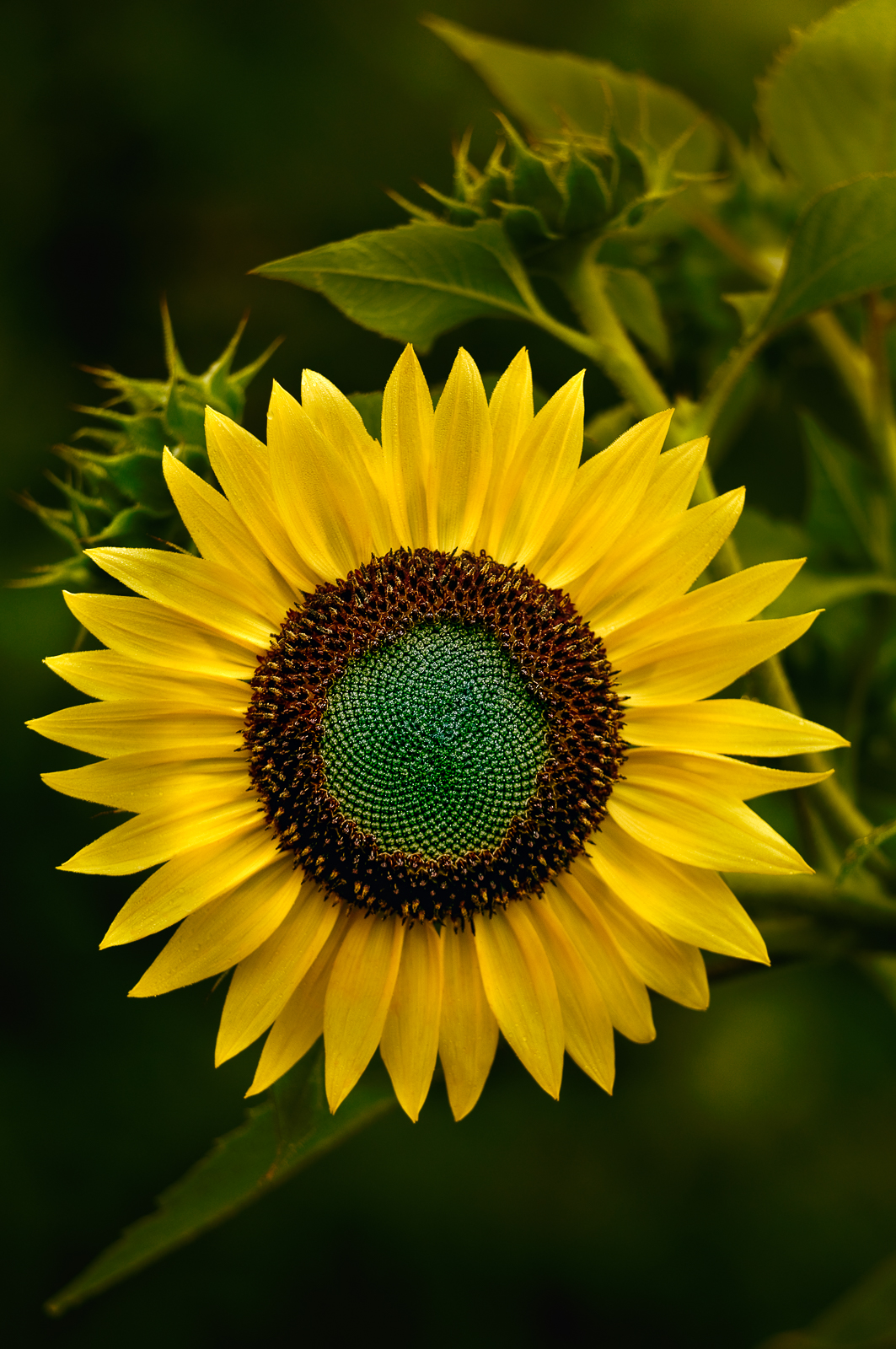 * Sunflower *