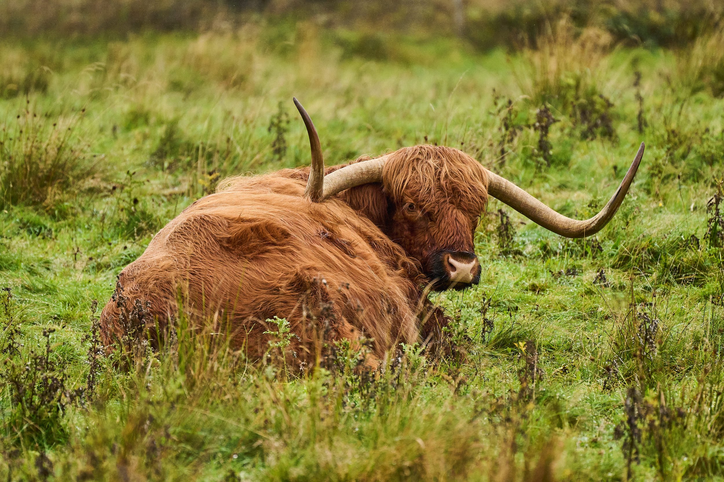 Highland Cattle