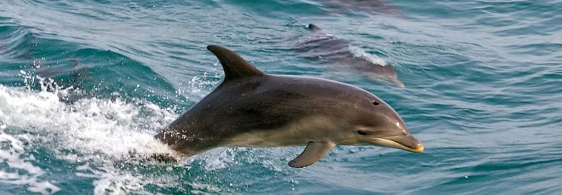 dolphins-port-phillip_mp_u_1380048_1150x863.jpg