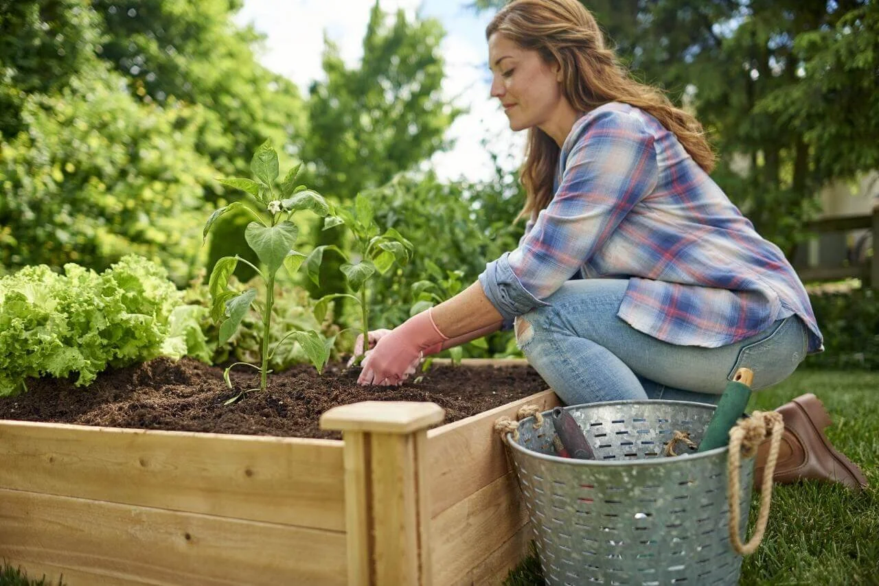 Vegetable Gardening FAQs