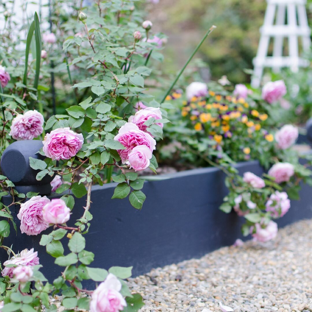 My latest for @betterhomesandgardens is all about raised garden bed mistakes: https://www.bhg.com/gardening/how-to-garden/raised-bed-garden-mistakes/. I'd also like to publicly apologize to @timcreilly for making most of these blunders at one point o