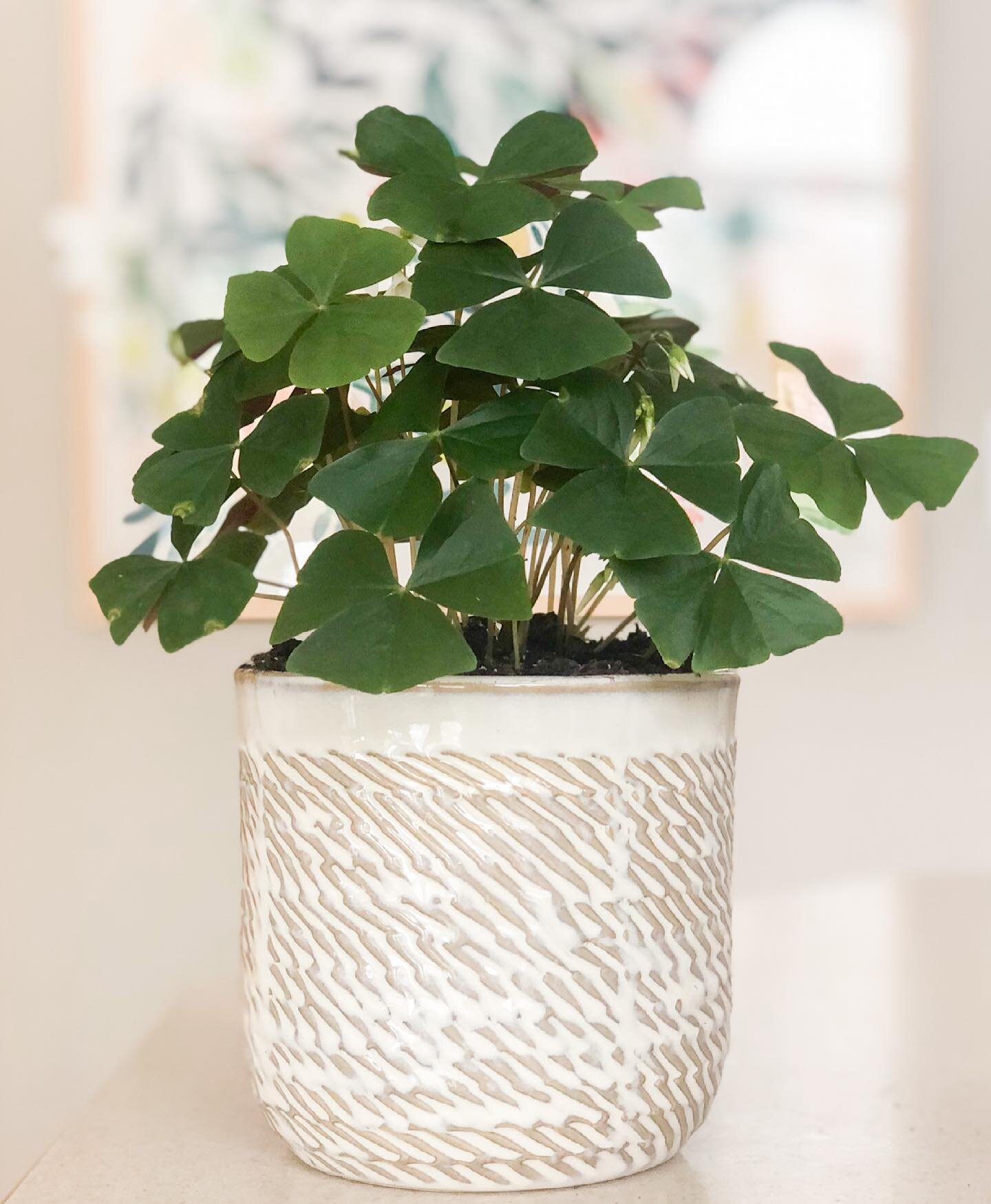 A cute little homegrown #oxalis this #stpatricksday! ☘️🇨🇮I got this in 2020 on one of my last maskless Trader Joe&rsquo;s trips and it has survived a repotting, a move, and a month of dormancy in the basement. 
.
.
.
#stpattysday #stpatricksdaydeco