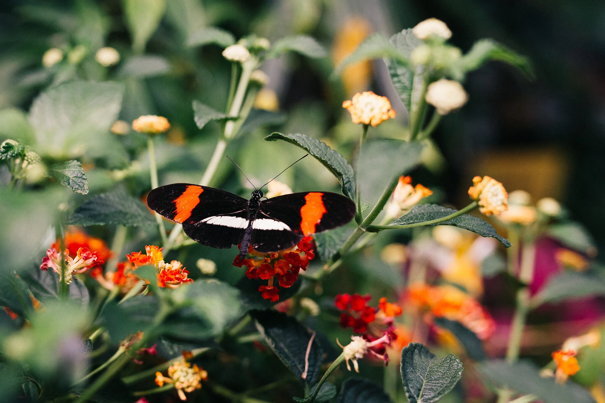 butterfly12-San Diego Zoo.jpg