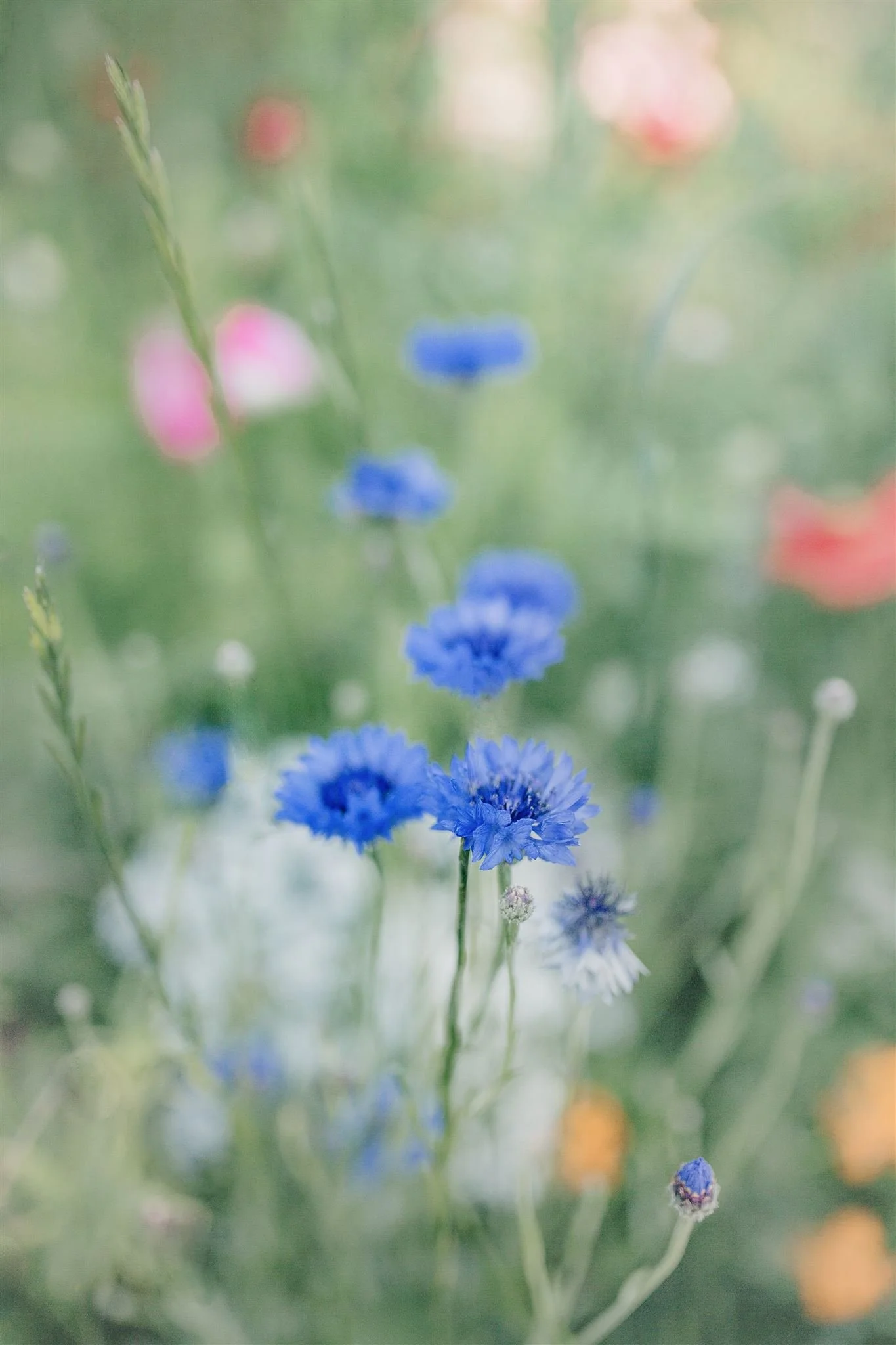 Blue Flowers-Cory Blyth Photography_websize.jpg