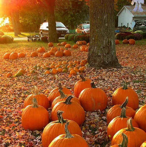 132562-Pumpkin-Patch.jpg