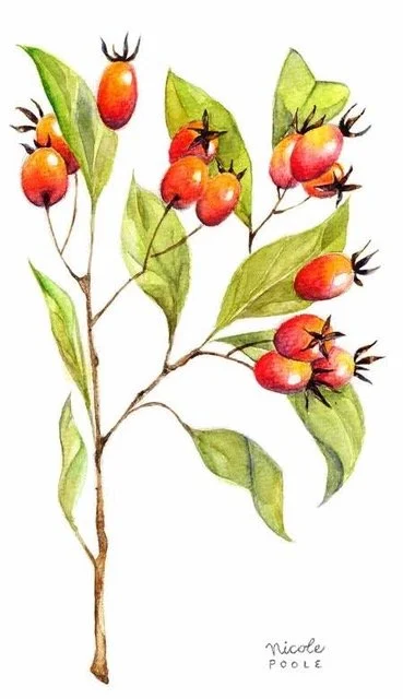 RoseHipTree copy.jpeg