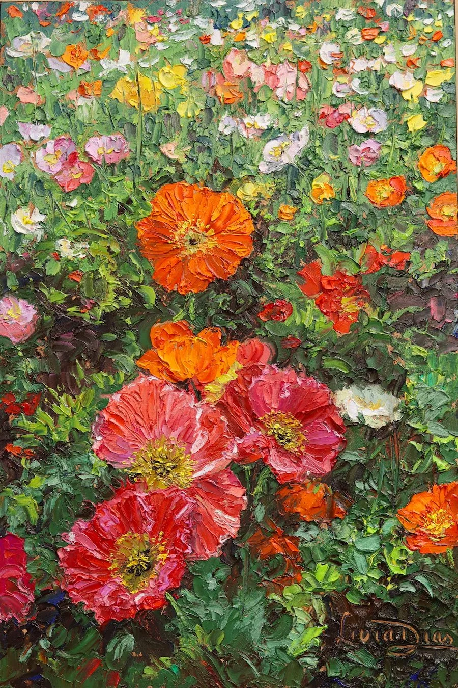 Iceland Poppies Garden web.jpeg