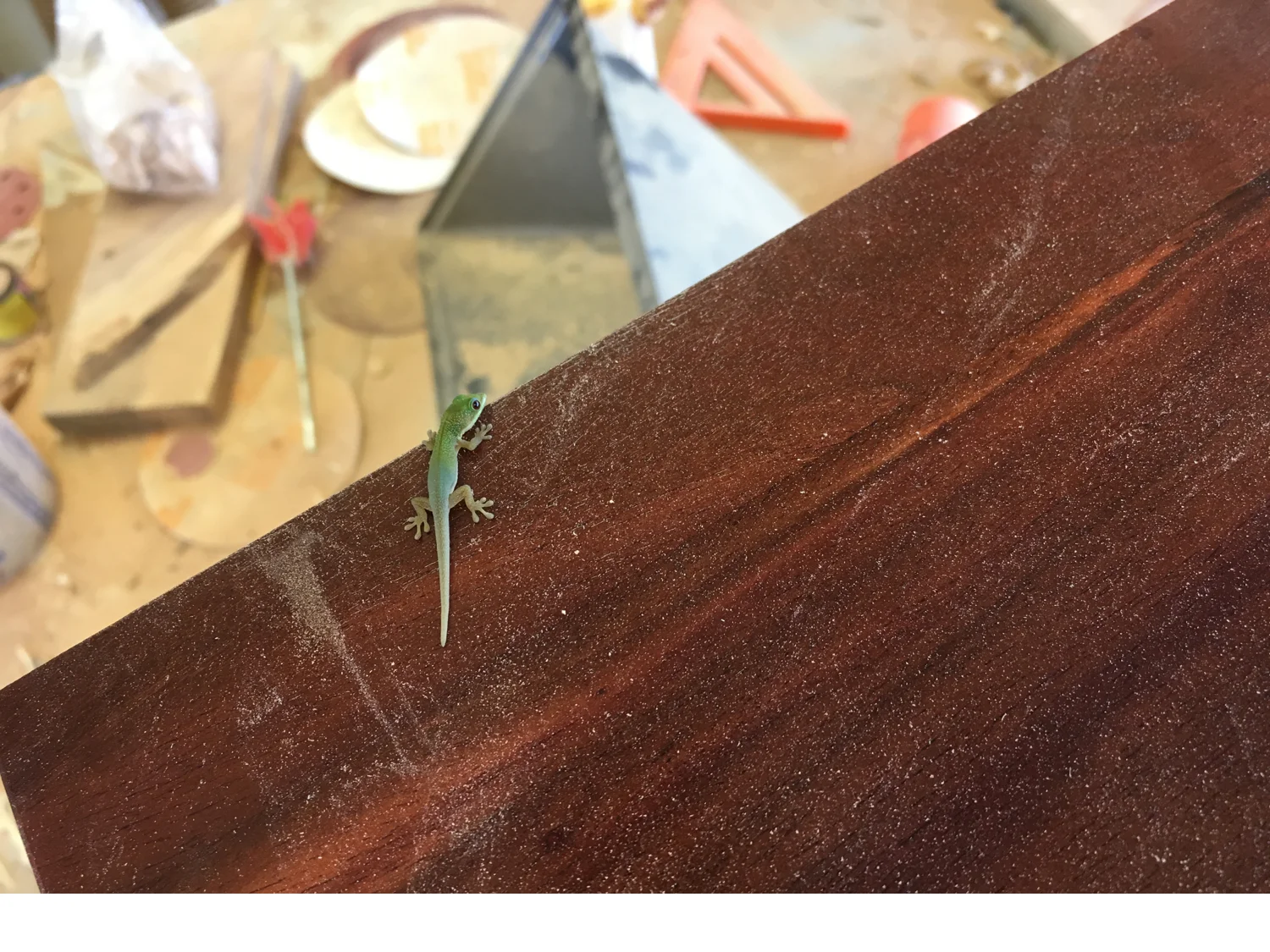 And heres a cute little gecko on a dusty piece of milo! Hello little buddy!