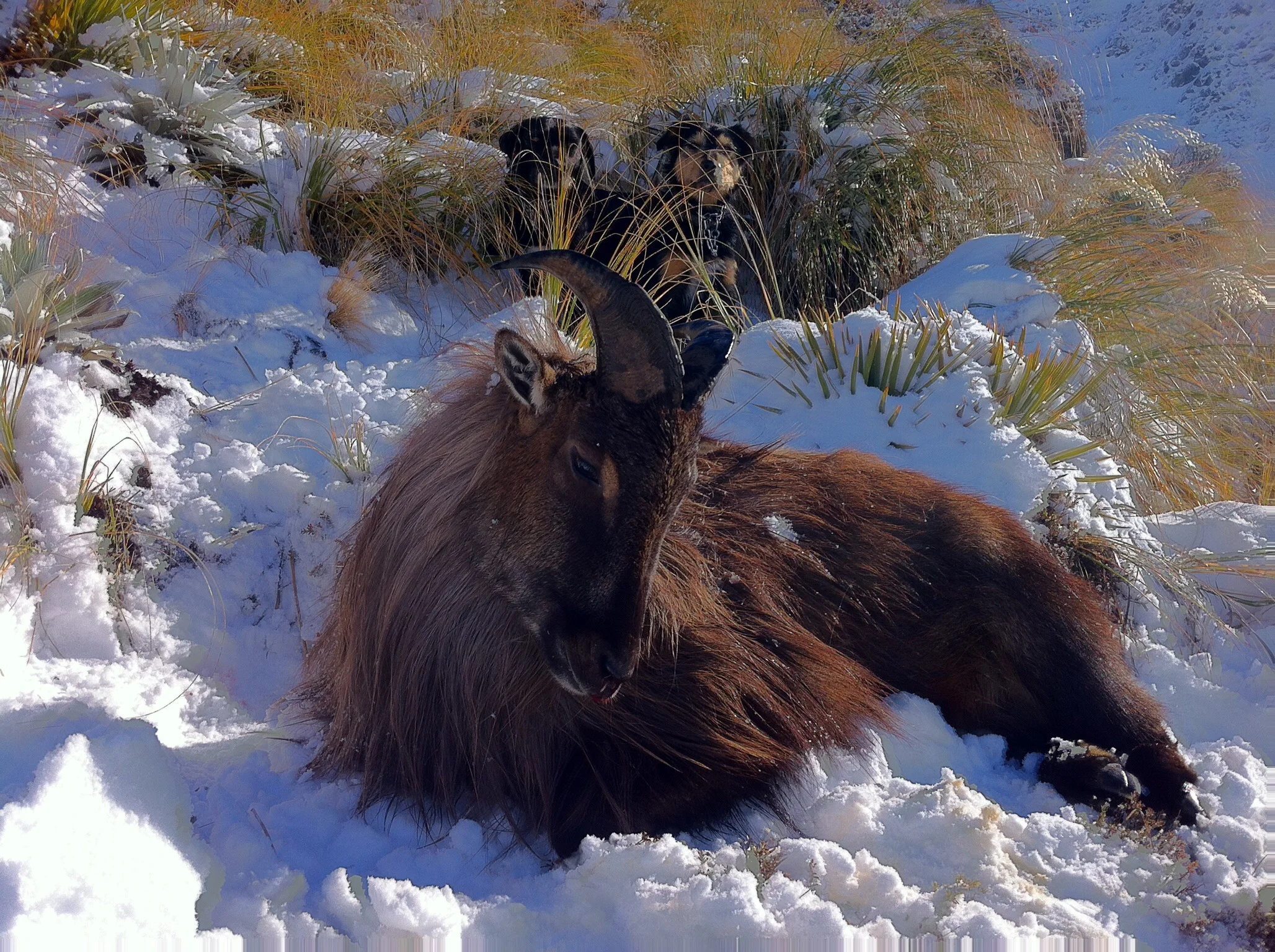 11 inch Bull Tahr 
