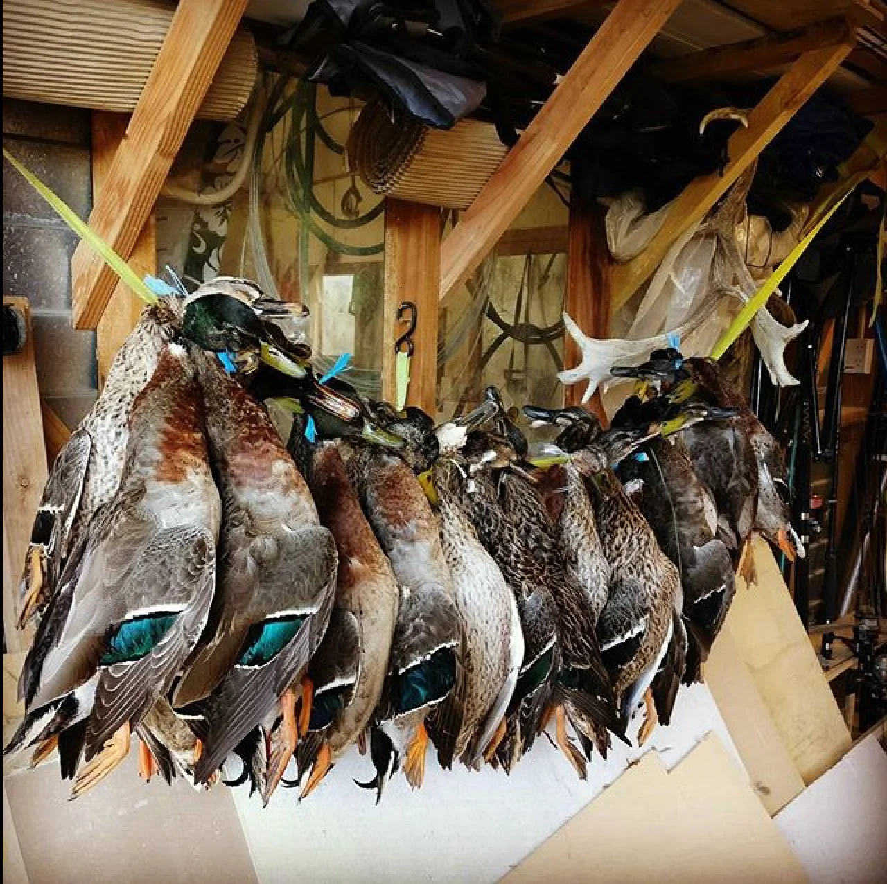 Duck hunting