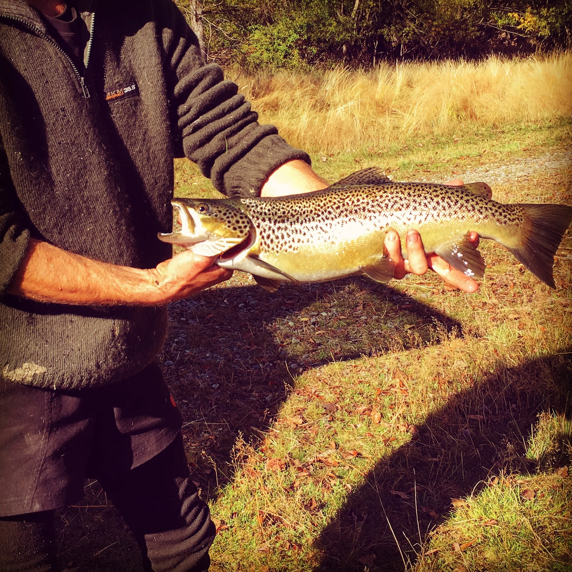 Brown Trout