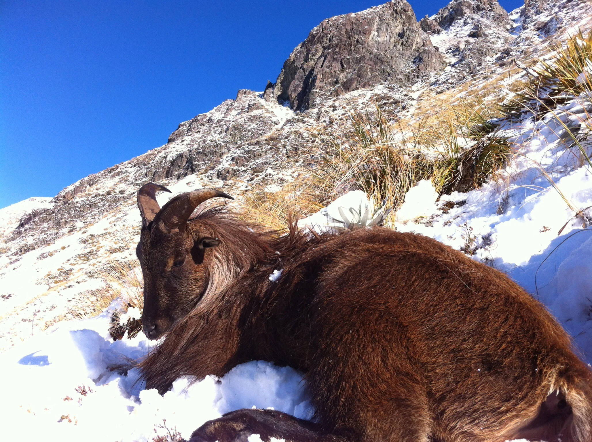 Bull Tahr hunting