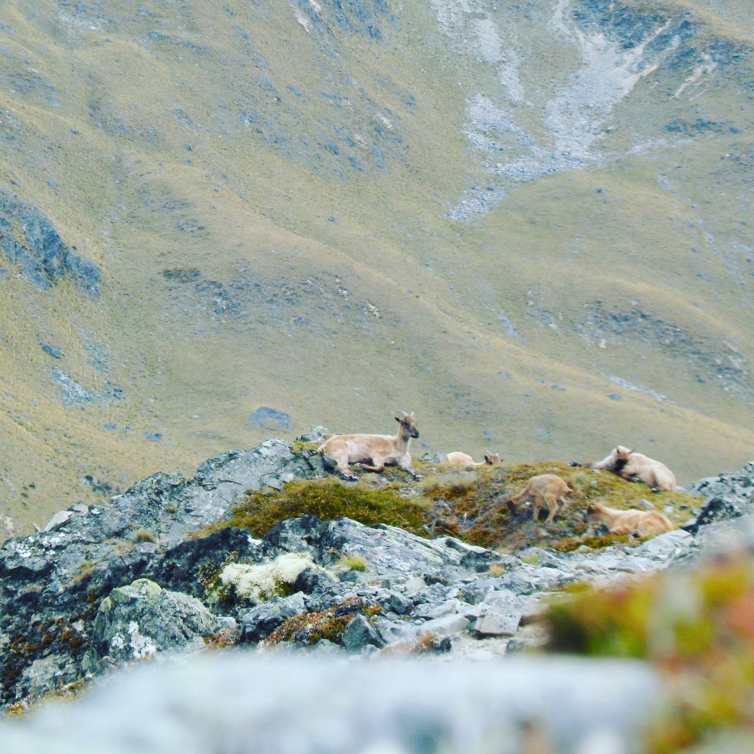 Mob of nannies and followers