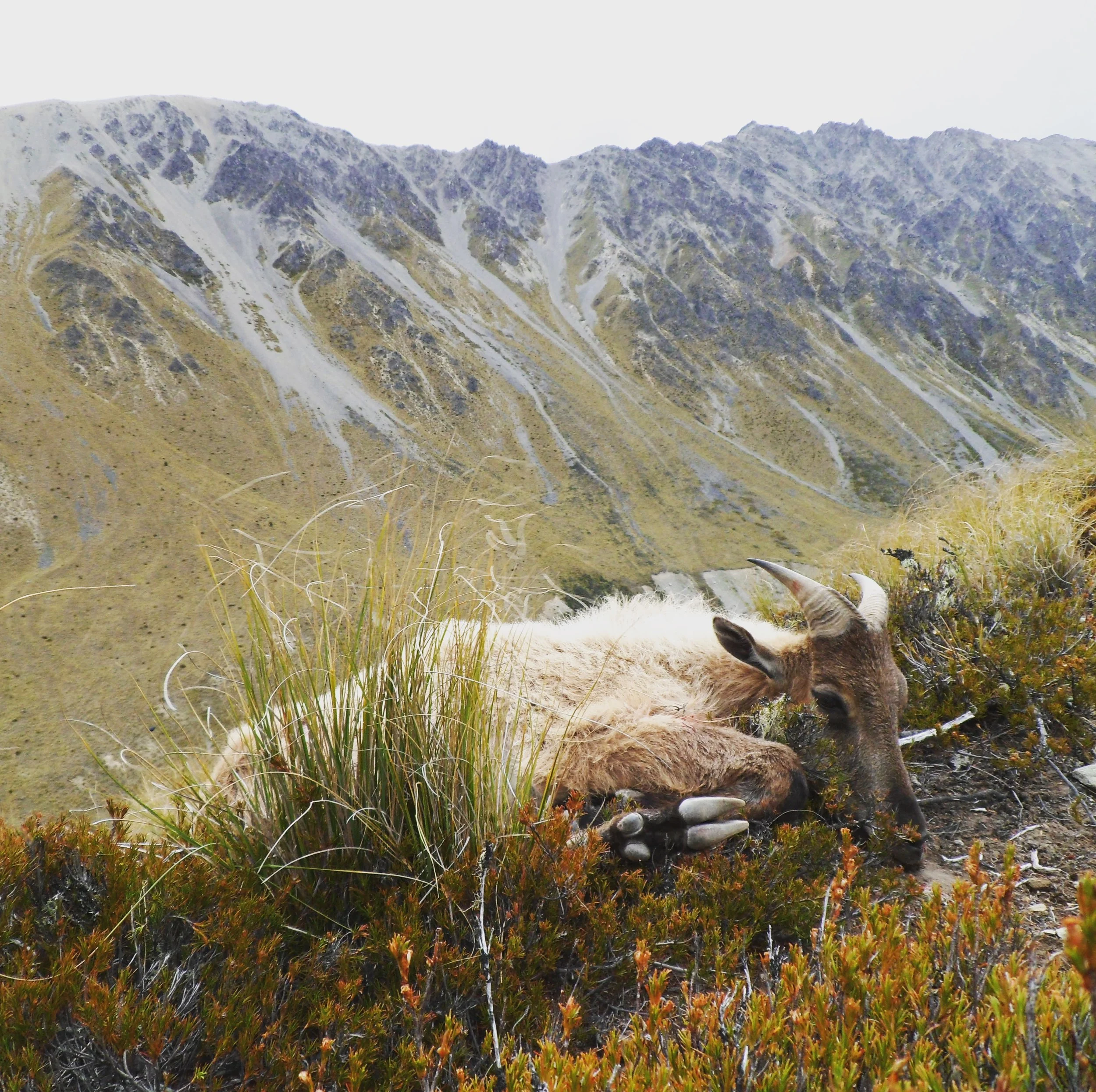 Young Tahr make good meat for camp if you are on a multi night stay in the mountains
