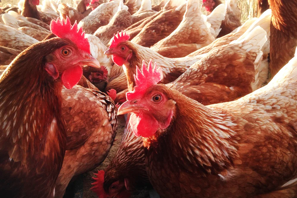 Chickens-2-web.jpg