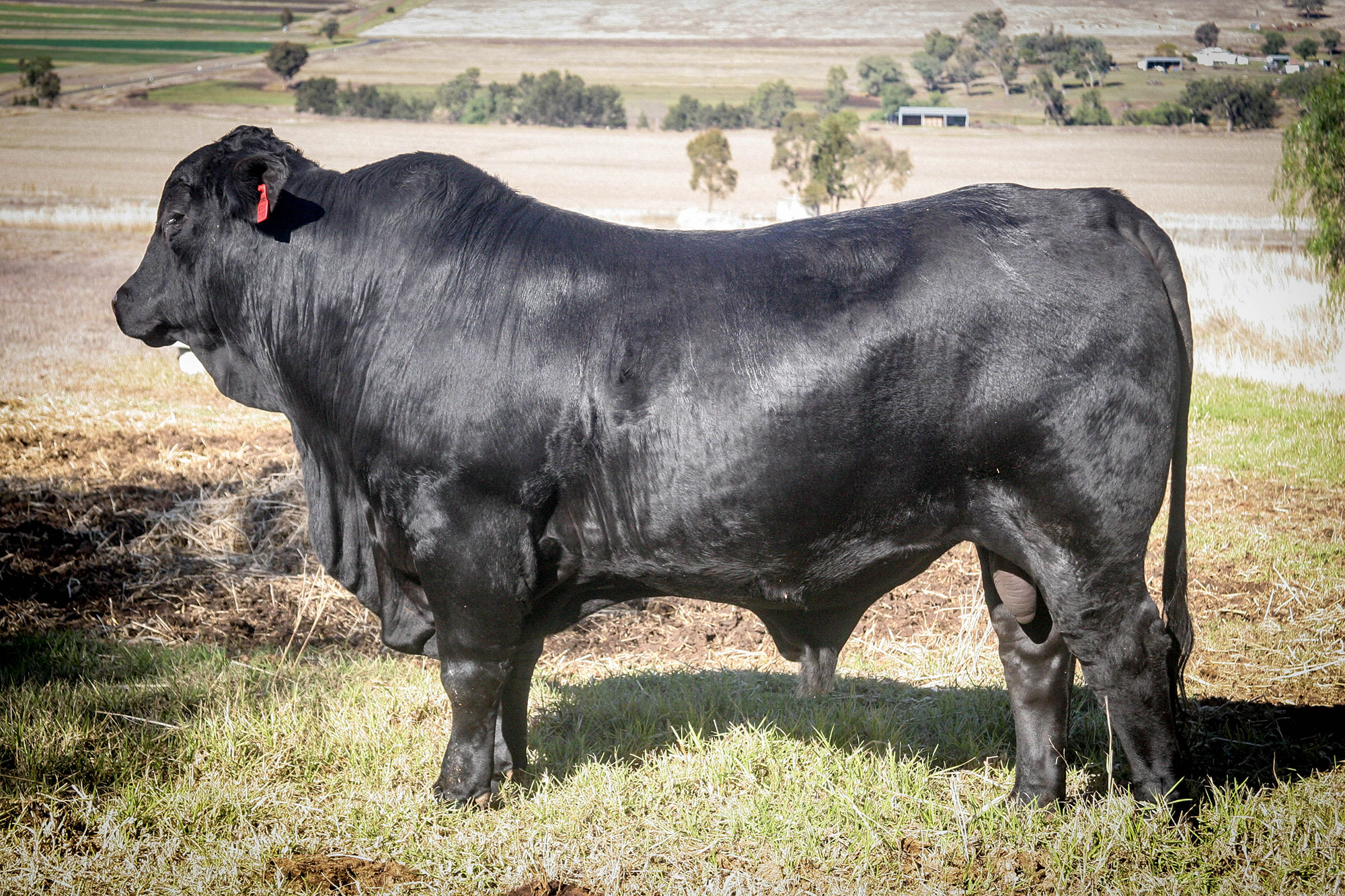 Echo Valley Kiaser EOV14R085